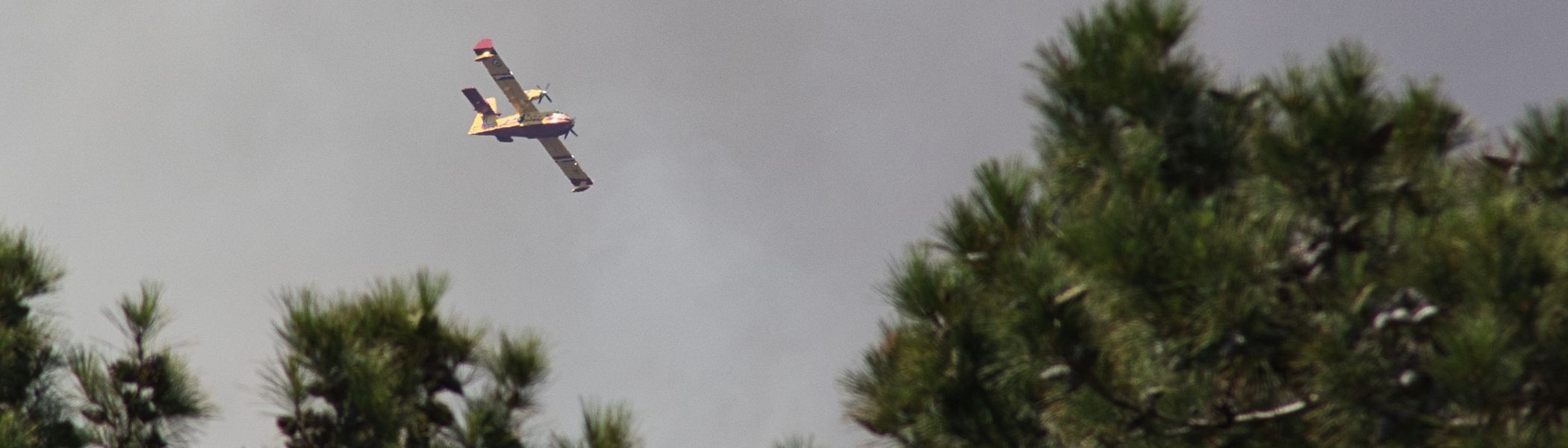 Fires and forest fires